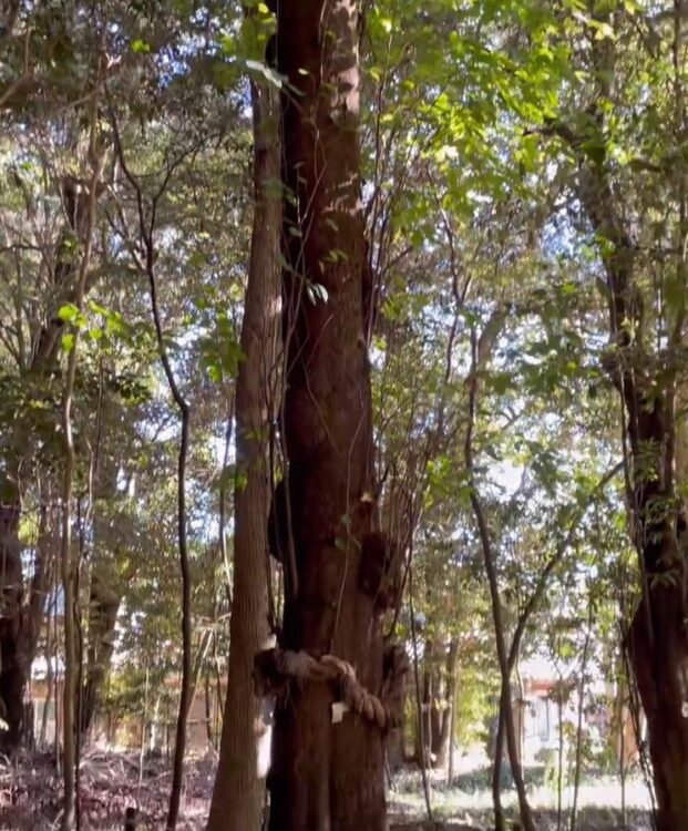 積田神社　神柿